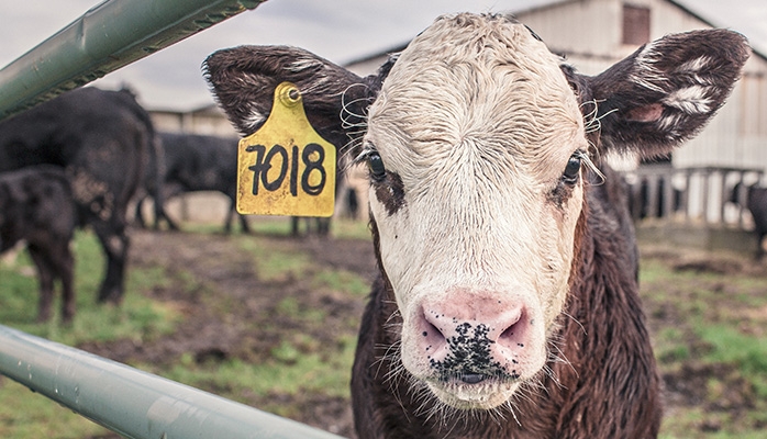 Produits alimentaires : le bien-être animal bientôt sur les étiquettes ? 