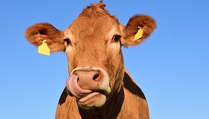 Dérogation temporaire aux règles de concurrence de l'UE dans le secteur du lait