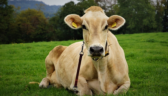 Les marchés aux bestiaux pas concernés par la contractualisation | Journal Paysan Breton