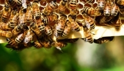 Accueil frileux pour les 3 millions d'euros destinés aux apiculteurs touchés par la mortalité des abeilles - France 3 Occitanie