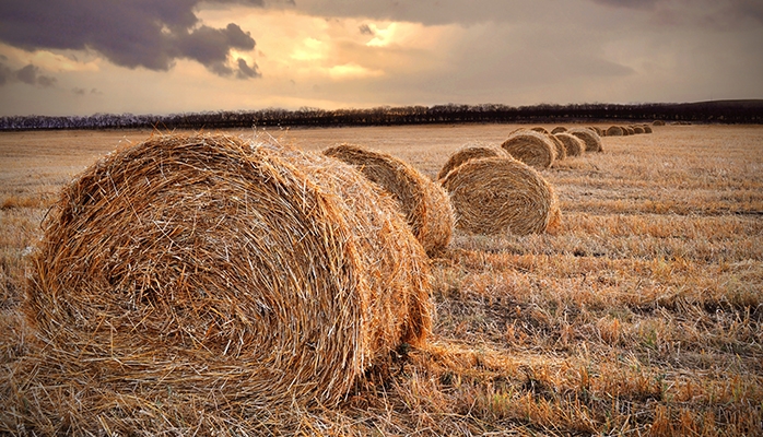 Rapport de la Cours des comptes sur les leviers de la politique foncière agricole