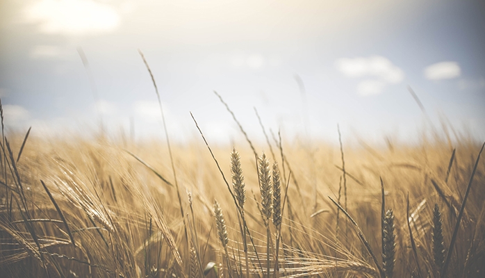 Agriculture : le potentiel de croissance des protéines végétales dans l’UE